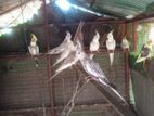 Cocktails Birds