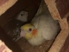 Cocktails Birds