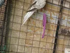 Cocktails Bird