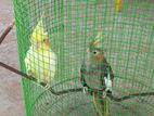 Cockatiel Birds