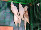 Cockatiel Birds