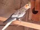 Cockteil Birds