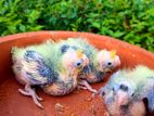 Cockatiel Bird Chicks