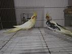 Cockatiel Birds