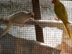 Cockatiel Birds