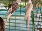 Cocktiel birds