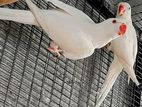 Cocktiel Birds