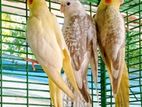 Cocktiel birds