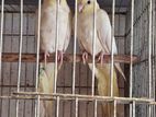 Cockatiel Birds