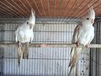 Cockatiel Birds