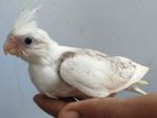 Cockatiel Chicks