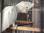 cocktoow bird