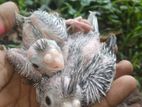 Cockatiel Chicks