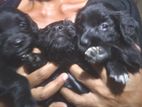 Cocker Spaniel Puppies