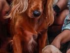 Coco Spaniel Dog for Crossing
