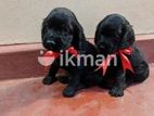 Cocker Spaniel Puppies