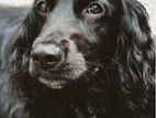 Cocker Spaniel Dog