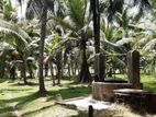 Coconut 24 Acres for Sale in Walasmulla