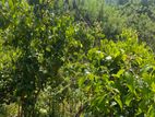 Coconut And Cinnamon Land For Sale Walasmulla