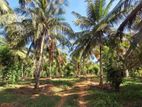 Coconut and Pepper Cultivated Land for sale at Kithalawa, Kuliyapitiya.