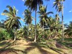 Coconut and Pepper Cultivated Land for Sale in Kithalawa, Kuliyapitiya.