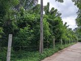 Coconut and Pepper Land for Sale -Radawana