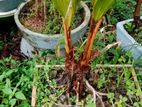 Coconut Bonsai Plant