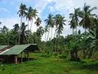 Coconut Cultivated 22.5 Acres Land for Sale at Godigamuwa, Badalgama.