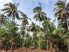 Coconut Cultivated Land for Sale at Ibbagamuwa.