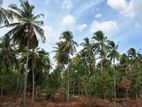 Coconut Cultivated Land for Sale in Ibbagamuwa.