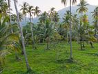 Coconut Cultivated Land for Sale in Kurunegala