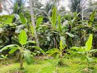 Coconut cultivated Land with House for Sale at Naththandiya.