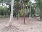 Coconut Cultivation Land for Sale – Near Badalgama Town