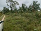 Coconut Estate for Lease Nakkawatta