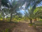 Coconut Estate For Sale - Anamaduwa