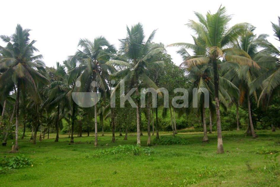 Coconut Estate for Sale Horana ikman