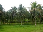 Coconut Estate for Sale Horana