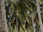 Coconut Estate for Sale in Chilaw