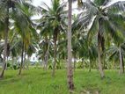 Coconut Estate For Sale in Chilaw