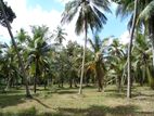 Coconut Estate for Sale in Kuliyapitiya