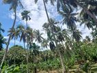 Coconut Estate For Sale In Kurunagala - CL800