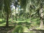 Coconut Estate For Sale In Kurunegala
