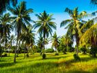 Coconut Estate For Sale in Kurunegala