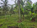Coconut Estate for Sale in Kurunegala