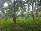 Coconut Estate For Sale in Kurunegala