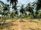 Coconut Estate For Sale in Madurankuliya