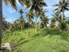 Coconut Estate for Sale in Matara