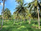 Coconut Estate for Sale in Matara