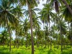 Coconut Estate for Sale in Padukka