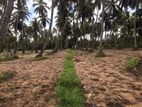 Coconut Estate For Sale In Puttalam City-Mampuri